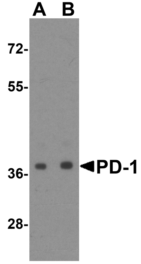 PDCD1 / CD279 / PD-1 Antibody - Western blot analysis of PD-1 in transfected 293 cell lysate with PD-1 antibody at (A) 0.5 and (B) 1 ug/mL.