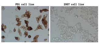 PDCD1 / CD279 / PD-1 Antibody - Immunocytochemistry staining of stable expression PD1 cells using anti-PDCD1 mouse monoclonal antibody. (Left). The rihgt is negative control. (1:100)(1:900)