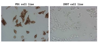 PDCD1 / CD279 / PD-1 Antibody - Immunocytochemistry staining of stable expression PD1 cells using anti-PDCD1 mouse monoclonal antibody. (Left). The rihgt is negative control. (1:900)