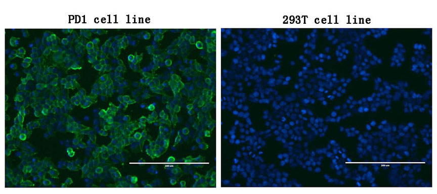PDCD1 / CD279 / PD-1 Antibody - Immunofluorescent staining of PDCD1-stable-transfected HEK293T cells. (left) labeling PDCD1 with mouse monoclonal antibody(green) and nucleus with Hoechst33342. (blue). HEK293T cells serve as negative control. (right). (1:100)