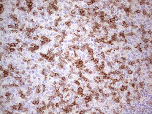 PDCD1 / CD279 / PD-1 Antibody - Immunohistochemical staining of paraffin-embedded Human tonsil using anti-PDCD1 mouse monoclonal antibody. (Heat-induced epitope retrieval by Tris-EDTA, pH8.0)