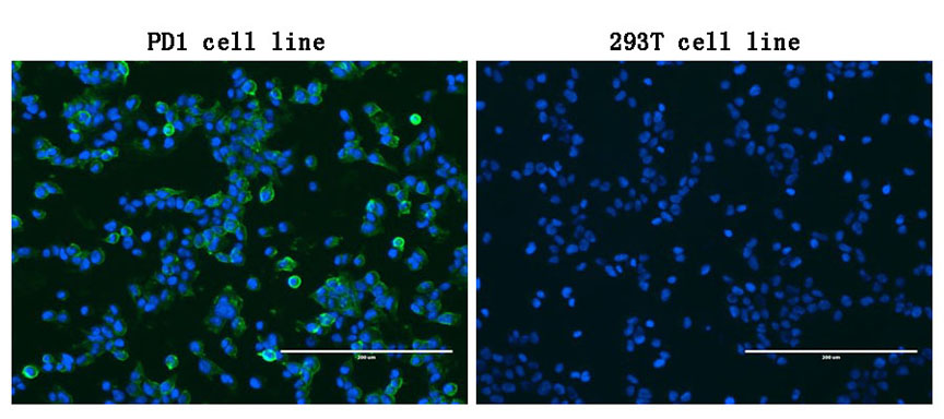 PDCD1 / CD279 / PD-1 Antibody - Immunofluorescent staining of PDCD1-stable-transfected HEK293T cells. (left) labeling PDCD1 with mouse monoclonal antibody(green) and nucleus with Hoechst33342. (blue). HEK293T cells serve as negative control. (right). (1:100)