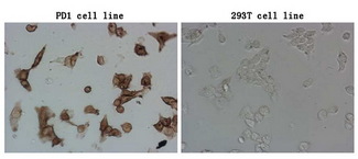PDCD1 / CD279 / PD-1 Antibody - Immunocytochemistry staining of stable expression PD1 cells using anti-PDCD1 mouse monoclonal antibody. (Left). The rihgt is negative control. (1:100)(1:900)