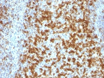 PDCD1 / CD279 / PD-1 Antibody - Formalin-fixed, paraffin-embedded human tonsil stained with PD-1 antibody (PDCD1/922).  This image was taken for the unmodified form of this product. Other forms have not been tested.