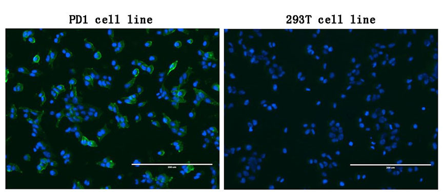 PDCD1 / CD279 / PD-1 Antibody - Immunofluorescent staining of PDCD1-stable-expression cells. (left) labeling PDCD1 with mouse monoclonal antibody(1:100, green) and nucleus with Hoechst33342. (blue). HEK293T cells serve as negative control. (right).