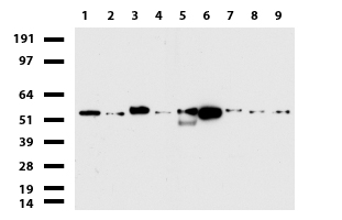 PDCD1 / CD279 / PD-1 Antibody - Western blot of cell lysates. (35ug) from 9 different cell lines. (1: HepG2, 2: HeLa, 3: SV-T2, 4: A549. 5: COS7, 6: Jurkat, 7: MDCK, 8: PC-12, 9: MCF7).