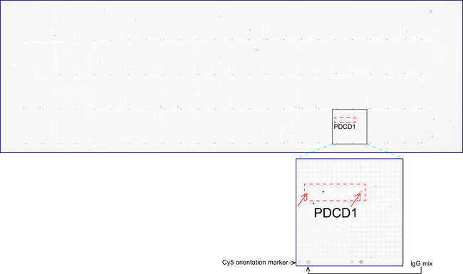 PDCD1 / CD279 / PD-1 Antibody - OriGene overexpression protein microarray chip was immunostained with UltraMAB anti-PDCD1 mouse monoclonal antibody. The positive reactive proteins are highlighted with two red arrows in the enlarged subarray. All the positive controls spotted in this subarray are also labeled for clarification. (1:100)