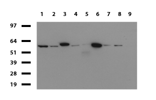PDCD1 / CD279 / PD-1 Antibody - Western blot of cell lysates. (35ug) from 9 different cell lines. (1: HepG2, 2: HeLa, 3: SV-T2, 4: A549, 5: COS7, 6: Jurkat, 7: MDCK, 8: PC-12, 9: MCF7). Diluation: 1:500.