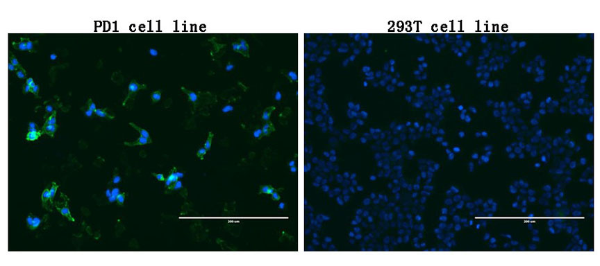 PDCD1 / CD279 / PD-1 Antibody - Immunofluorescent staining of PDCD1-stable-expression cells. (left) labeling PDCD1 with mouse monoclonal antibody green) and nucleus with Hoechst33342. (blue). HEK293T cells serve as negative control. (right).