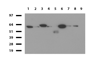 PDCD1 / CD279 / PD-1 Antibody - Western blot of cell lysates. (35ug) from 9 different cell lines. (1: HepG2, 2: HeLa, 3: SV-T2, 4: A549, 5: COS7, 6: Jurkat, 7: MDCK, 8: PC-12, 9: MCF7). Diluation: 1:500.