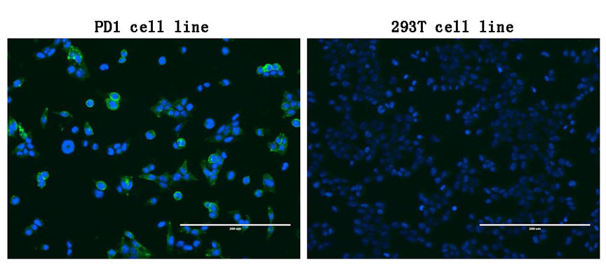 PDCD1 / CD279 / PD-1 Antibody - Immunofluorescent staining of PDCD1-stable-expression cells. (left) labeling PDCD1 with mouse monoclonal antibody(1:100, green) and nucleus with Hoechst33342. (blue). HEK293T cells serve as negative control. (right).