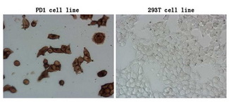 PDCD1 / CD279 / PD-1 Antibody - Immunocytochemistry staining of PDCD1-stable-expression cells. (left) labeling PDCD1 with mouse anti-PDCD1 monoclonal antibody(1:900). The rihgt is negative control.