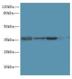 PDCD1 / CD279 / PD-1 Antibody - Western blot. All lanes: PDCD1 antibody at 6 ug/ml. Lane 1: 293T whole cell lysate. Lane 2: HeLa whole cell lysate. Lane 3: K562 whole cell lysate. Lane 4: Mouse stomach tissue. Secondary antibody: Goat polyclonal to Rabbit IgG at 1:10000 dilution. Predicted band size: 32 kDa. Observed band size: 32 kDa.