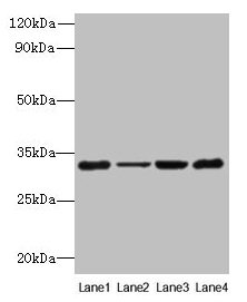 PDCD1 / CD279 / PD-1 Antibody - Western blot All lanes: PDCD1 antibody at 6µg/ml Lane 1: 293T whole cell lysate Lane 2: Hela whole cell lysate Lane 3: K562 whole cell lysate Lane 4: Mouse stomach tissue Secondary Goat polyclonal to rabbit IgG at 1/10000 dilution Predicted band size: 32 kDa Observed band size: 32 kDa