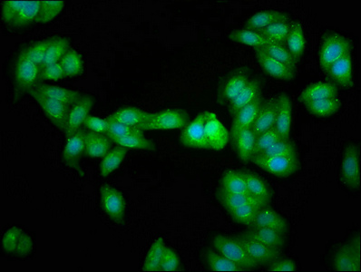 PDCD10 Antibody - Immunofluorescence staining of HepG2 cells with PDCD10 Antibody at 1:266, counter-stained with DAPI. The cells were fixed in 4% formaldehyde, permeabilized using 0.2% Triton X-100 and blocked in 10% normal Goat Serum. The cells were then incubated with the antibody overnight at 4°C. The secondary antibody was Alexa Fluor 488-congugated AffiniPure Goat Anti-Rabbit IgG(H+L).