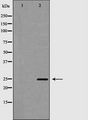 PDCD10 Antibody - Western blot analysis of HeLa whole cells lysates using PDCD10 antibody. The lane on the left is treated with the antigen-specific peptide.