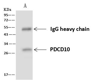 PDCD10 Antibody - PDCD10 was immunoprecipitated using: Lane A: 0.5 mg HeLa Whole Cell Lysate. 4 uL anti-PDCD10 rabbit polyclonal antibody and 60 ug of Immunomagnetic beads Protein A/G. Primary antibody: Anti-PDCD10 rabbit polyclonal antibody, at 1:100 dilution. Secondary antibody: Goat Anti-Rabbit IgG (H+L)/HRP at 1/10000 dilution. Developed using the ECL technique. Performed under reducing conditions. Predicted band size: 25 kDa. Observed band size: 28 kDa.