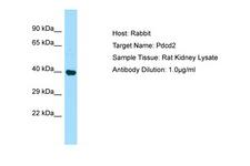 PDCD2 Antibody -  This image was taken for the unconjugated form of this product. Other forms have not been tested.