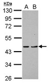 PDCD2 Antibody - Sample (30 ug of whole cell lysate) A: H1299 B: HCT116 10% SDS PAGE PDCD2 antibody diluted at 1:1000