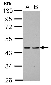 PDCD2 Antibody - Sample (30 ug of whole cell lysate) A: H1299 B: HCT116 10% SDS PAGE PDCD2 antibody diluted at 1:1000