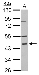 PDCD2 Antibody - Sample (30 ug of whole cell lysate) A: HCT116 10% SDS PAGE PDCD2 antibody diluted at 1:1000