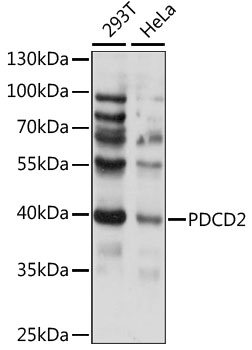 PDCD2 Antibody - Western blot analysis of extracts of various cell lines, using PDCD2 antibody at 1:1000 dilution. The secondary antibody used was an HRP Goat Anti-Rabbit IgG (H+L) at 1:10000 dilution. Lysates were loaded 25ug per lane and 3% nonfat dry milk in TBST was used for blocking. An ECL Kit was used for detection and the exposure time was 30s.