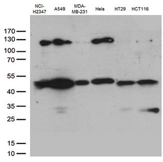 PDCD2L Antibody - Western blot analysis of extracts. (35ug) from 6 cell lines lysates by using anti-PDCD2L monoclonal antibody. (1:500)