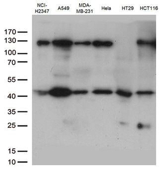 PDCD2L Antibody - Western blot analysis of extracts. (35ug) from 6 cell lines lysates by using anti-PDCD2L monoclonal antibody. (1:500)