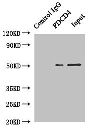 PDCD4 Antibody - Immunoprecipitating PDCD4 in Hela whole cell lysate Lane 1: Rabbit monoclonal IgG (1µg) instead of PDCD4 Antibody in Hela whole cell lysate.For western blotting, a HRP-conjugated anti-rabbit IgG, specific to the non-reduced form of IgG was used as the Secondary antibody (1/50000) Lane 2: PDCD4 Antibody (4µg) + Hela whole cell lysate (500µg) Lane 3: Hela whole cell lysate (20µg)