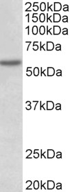 PDCD4 Antibody - PDCD4 antibody (1 ug/ml) staining of nuclear HeLa lysate (35 ug protein in RIPA buffer). Primary incubation was 1 hour. Detected by chemiluminescence.