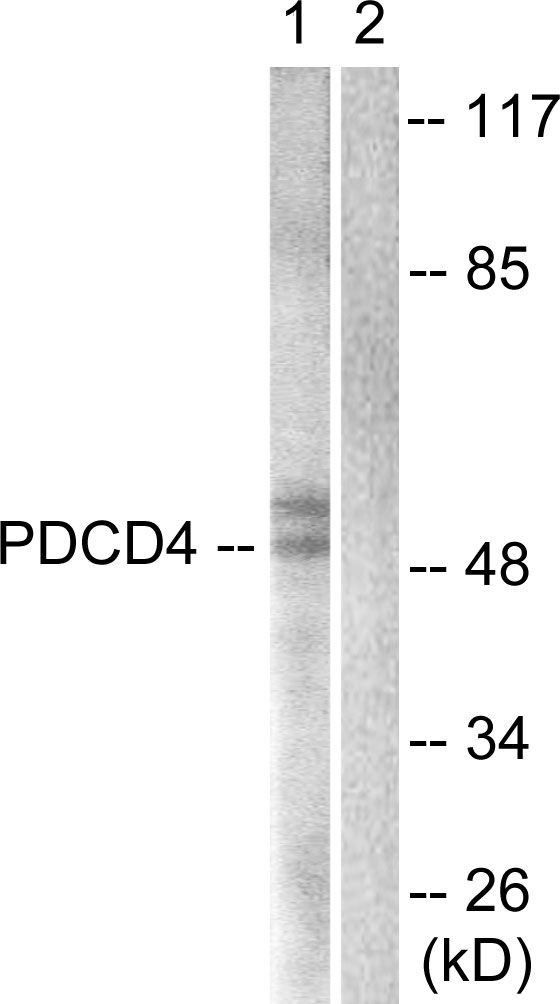PDCD4 Antibody - Western blot analysis of lysates from 293 cells, using PDCD4 Antibody. The lane on the right is blocked with the synthesized peptide.