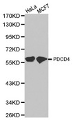 PDCD4 Antibody - Western blot analysis of extracts of various cell lines.