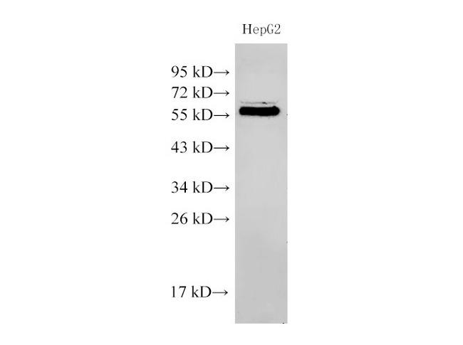 PDCD4 Antibody - Western Blot analysis of HepG2 cells using PDCD4 Polyclonal Antibody at dilution of 1:500.