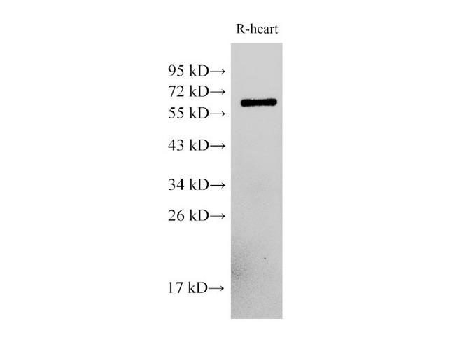 PDCD4 Antibody - Western Blot analysis of Rat heart cells using PDCD4 Polyclonal Antibody at dilution of 1:500.