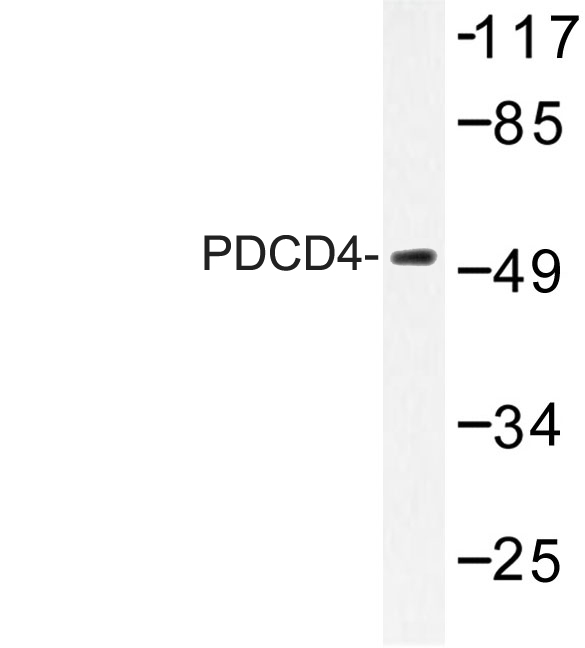 PDCD4 Antibody - Western blot of PDCD4 (K453) pAb in extracts from 293 cells.