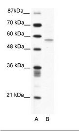 PDCD4 Antibody - A: Marker, B: Jurkat Cell Lysate.  This image was taken for the unconjugated form of this product. Other forms have not been tested.