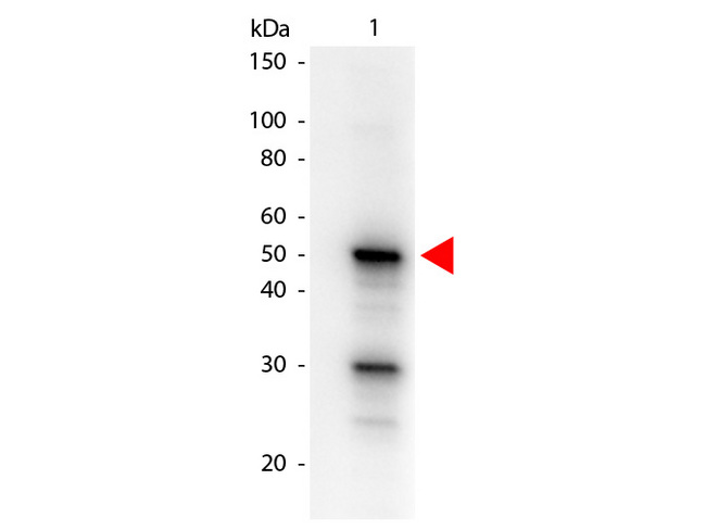 PDCD4 Antibody - Western blot of Mouse anti-Pdcd4 phospho S457 Biotin Conjugated antibody. Lane 1: Pdcd4 recombinant protein. Lane 2: none. Load: 100 ng per lane. Primary antibody: Pdcd4 phospho S457 Biotin Conjugated antibody at 1:1000 for overnight at 4C. Secondary antibody: HRP Streptavidin secondary antibody at 1:40000 for 30 min at RT. Block: MB-070 for 30 min at RT. Predicted/Observed size: 50 kDa, 50 kDa for Pdcd4 phospho S457. Other band(s): Pdcd4 phospho S457 splice variants and isoforms This image was taken for the unconjugated form of this product. Other forms have not been tested.