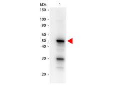 PDCD4 Antibody - Western blot of Mouse anti-Pdcd4 phospho S457 Biotin Conjugated antibody. Lane 1: Pdcd4 recombinant protein. Lane 2: none. Load: 100 ng per lane. Primary antibody: Pdcd4 phospho S457 Biotin Conjugated antibody at 1:1000 for overnight at 4C. Secondary antibody: HRP Streptavidin secondary antibody at 1:40000 for 30 min at RT. Block: MB-070 for 30 min at RT. Predicted/Observed size: 50 kDa, 50 kDa for Pdcd4 phospho S457. Other band(s): Pdcd4 phospho S457 splice variants and isoforms This image was taken for the unconjugated form of this product. Other forms have not been tested.