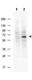 PDCD4 Antibody - Anti-Pdcd4 pS457 Antibody - Western Blot. Western blot of Protein A purified Mouse Monoclonal anti-Pdcd4 pS457 antibody shows detection of phosphorylated Pdcd4 (indicated by arrowhead at ~62 kD) in NIH-3T3 cells after 5 min treatment with 30 ng/mL PDGF (lane 2). No reactivity is seen for unstimulated (non-phosphorylated) NIH 3T3 cells (lane 1). The membrane was probed with the primary antibody at a 1:2000 dilution, overnight at 4C. For detection HRP conjugated Rb-a-Mouse IgG was used at a 1:20000 dilution in blocking buffer (MB-070) for 1 h at 4C followed by visualization using a Biospectrum imaging system (UVP).