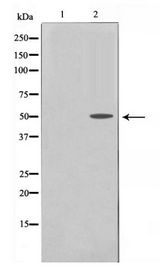 PDCD4 Antibody - Western blot of PDCD4 phosphorylation expression in serum treated 293 whole cell lysates,The lane on the left is treated with the antigen-specific peptide.