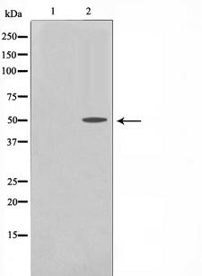 PDCD4 Antibody - Western blot analysis of PDCD4 phosphorylation expression in serum treated 293 whole cells lysates. The lane on the left is treated with the antigen-specific peptide.