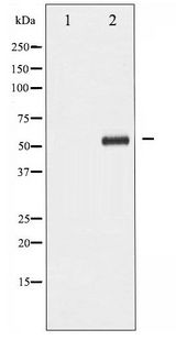 PDCD4 Antibody - Western blot of PDCD4 phosphorylation expression in HepG2 whole cell lysates,The lane on the left is treated with the antigen-specific peptide.