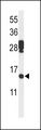 PDCD5 Antibody - Western blot of PDCD5 Antibody in mouse testis tissue lysates (35 ug/lane). PDCD5 (arrow) was detected using the purified antibody.