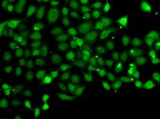 PDCD5 Antibody - Immunofluorescence analysis of MCF7 cells.