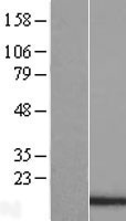 PDCD5 Protein - Western validation with an anti-DDK antibody * L: Control HEK293 lysate R: Over-expression lysate