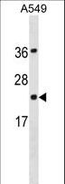 PDCD6 / ALG-2 Antibody - PDCD6 Antibody western blot of A549 cell line lysates (35 ug/lane). The PDCD6 antibody detected the PDCD6 protein (arrow).