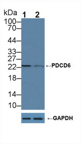 PDCD6 / ALG-2 Antibody - Knockout Varification: Lane 1: Wild-type Hela cell lysate; Lane 2: PDCD6 knockout Hela cell lysate; Predicted MW: 22,7kd Observed MW: 23kd Primary Ab: 1µg/ml Rabbit Anti-Human PDCD6 Antibody Second Ab: 0.2µg/mL HRP-Linked Caprine Anti-Rabbit IgG Polyclonal Antibody