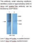 PDCD6 / ALG-2 Antibody