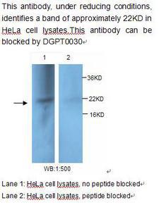 PDCD6 / ALG-2 Antibody