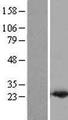 PDCD6 / ALG-2 Protein - Western validation with an anti-DDK antibody * L: Control HEK293 lysate R: Over-expression lysate